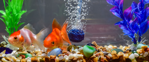 帶氣管的魚缸